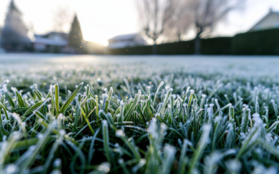 Dormant Seeding Emerges as Effective Winter Strategy for Enhanced Spring Lawn Recovery